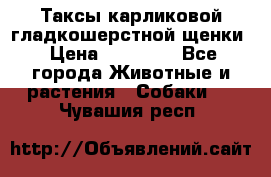 Таксы карликовой гладкошерстной щенки › Цена ­ 20 000 - Все города Животные и растения » Собаки   . Чувашия респ.